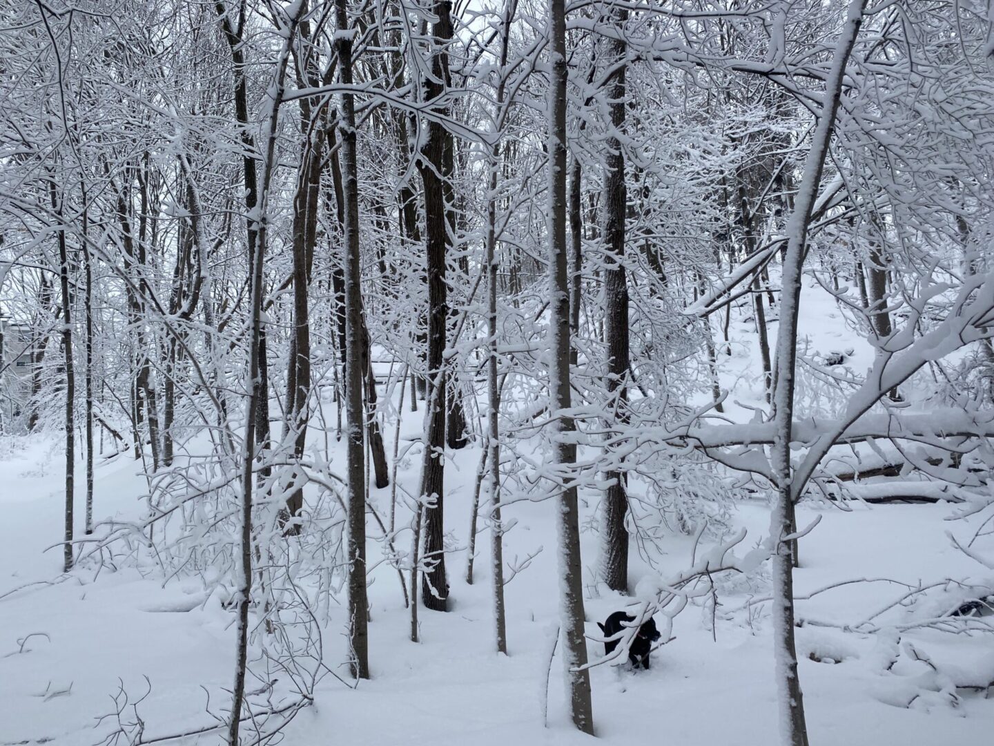 A dog is standing in the snow near some trees.