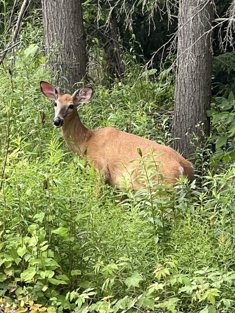 A deer standing in the middle of some bushes