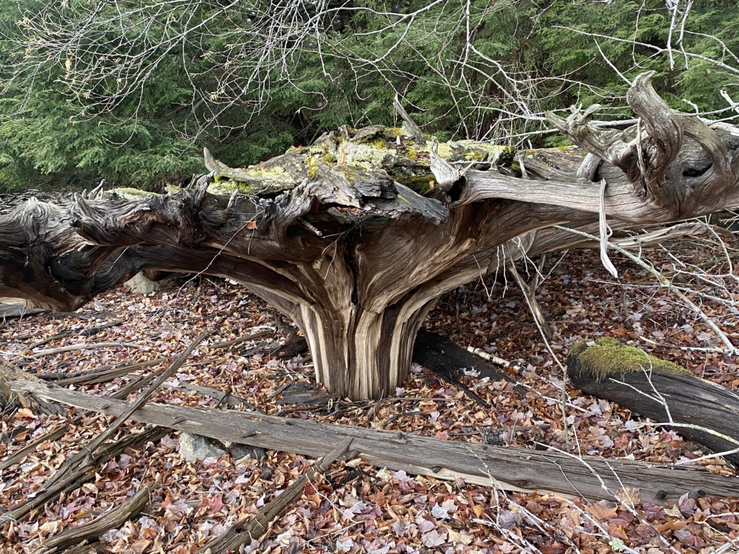 A tree that is growing out of the ground.