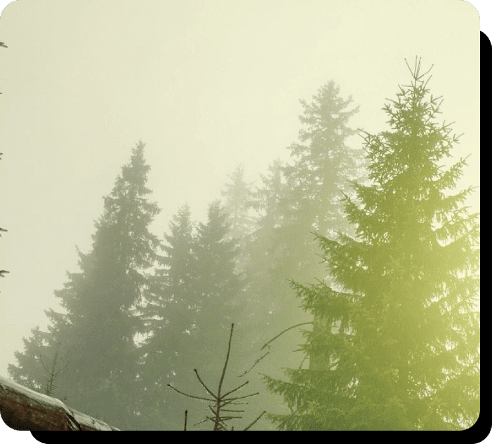 A forest with trees in the fog and snow